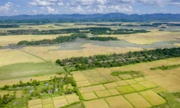 Vue aérienne le 12 novembre 2017 de rizières à l'abandon près de Maungdaw en Birmanie, après le départ de Rohingyas qui cultivaient le riz vers le Bangladesh