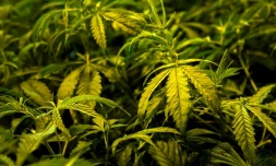 L'Uruguay deviendra en juillet le premier pays au monde à vendre en pharmacies du cannabis produit sous contrôle de l'Etat et pour un usage récréatif