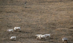 Des vaches dans un champ asséché à Saint-Nizier-sous-Charlieu, dans la Loire, le 15 août 2026