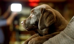 Alors qu'elle collectait des dons au nom d'actions urgentes à mener pour les animaux maltraités, la Fondation utilisait une partie des fonds pour se constituer un patrimoine de rapport