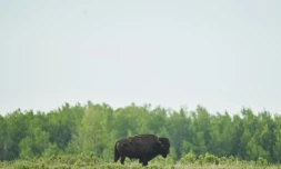 Un bison dans le Parc national d'Elk Island, près d'Edmonton, le 24 mai 2023 dans la province de l'Alberta, au Canada