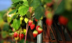 Des fraises mûres à Cendrieux, le 29 décembre 2015