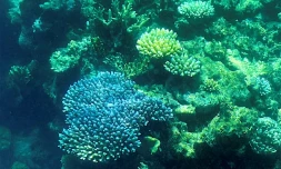 La grande barriÚre de corail, au large de l'état australien du Queensland, le 7 mars 2022