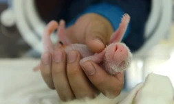 L'un des deux pandas géants jumeaux nés en 2013 d'une femelle nommée Haizi, dans la réserve naturelle de Wolong, dans le Sichuan (sud-ouest) en Chine, le 22 juin 2013