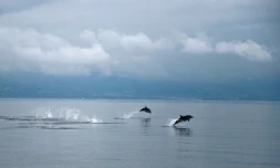 Des dauphins dans l'océan Atlantique au large des Açores le 2 juin 2015