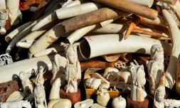 Des cornes et des objets sculptĂ©s en ivoire sont rassemblĂ©s Ă Rome pour ĂȘtre dĂ©truits le 31 mars 2016