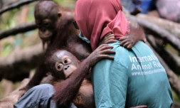 Un jeune orang-outan tenu par un membre d'une ONG le 4 août 2016 à Ketapang, en Indonésie