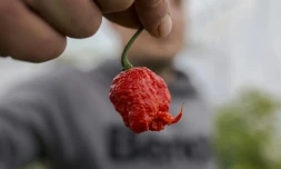 L'agriculteur Aleksandar Tanic cultive des piments réputés être les plus forts du monde, au pied du mont Koritnyak, en Serbie, le 3 décembre 2019