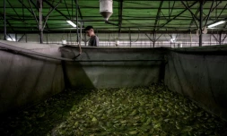 Elevage de grenouilles Ă Pierrelatte (sud de Lyon), le 30 septembre 2020