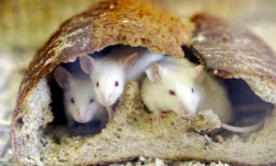 Des chercheurs américains ont transformé des souris en super-machines à manger simplement en stimulant une zone de leur cerveau qui joue un rôle dans le plaisir et la peur.