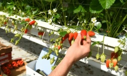 Ramassage des premières fraises à Sainte-Livrade-sur-Lot, le 24 mars 2020