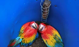 "Lenca" et "Lempira", deux bébés perroquets  Ara macao, dans leur nid, dans le cadre du projet de conservation de l'espèce lancé par l'ONG Pro-Alas et le Macaw Mountain Bird Park, dans le district de Copan Ruinas, le 8 juin 2021 au Honduras