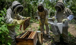 Des apiculteurs au travail le 29 aoĂ»t 2019 dans le village colombien de Chengue oĂč les abeilles aident Ă panser les blessures, 18 ans aprĂšs un massacre commis par des escadrons d'extrĂȘme droite