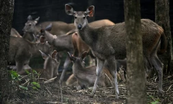 Des cerfs sambar dans un enclos avant d'être relâchés dans le cadre d'une opération visant à augmenter le nombre de proies pour les tigres, dans le parc national de Khlong Lan, dans la province de Khampaeng Phet, le 9 juin 2025 en Thaïlande