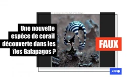 Cette image montre une création artistique et non une nouvelle espèce de corail
