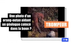   Cette photo montre un employé d'une fondation d'aide aux orangs-outans et non un géologue piégé dans la boue