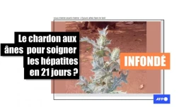   Non, une boisson à base de chardon ne soigne pas les hépatites