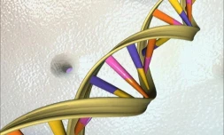  Non, l'ADN mitochondrial des femmes noires ne présente pas "toutes les variations" génétiques possibles