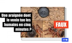   Non, cette araignée n'est pas considérée comme étant mortelle pour l'homme