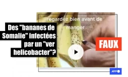   Attention à cette publication sur des "bananes de Somalie" contenant un "ver helicobacter"