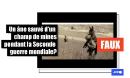   Non, cette photo ne montre pas un soldat sauvant un âne d'un champ de mines pendant la Seconde guerre mondiale