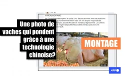   Cette photo de vaches pondeuses est un montage