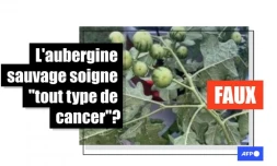 L'aubergine sauvage n'est pas un remède contre le cancer