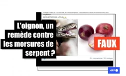   Non, l'oignon ne soigne pas les morsures de serpent