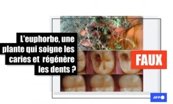 Faux, aucune plante ne permet de régénérer l'émail d'une dent cariée