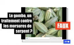   Non, le gombo ne soigne pas les morsures de serpent