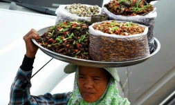   Attention à ces affirmations trompeuses sur la consommation d'insectes