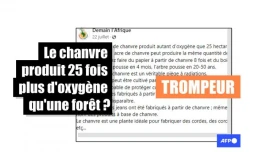   Attention à ces affirmations trompeuses sur les qualités du chanvre industriel