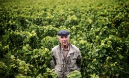 Aubert de Villaine le 16 septembre 2015 dans un vignoble de Vosne-Romanée