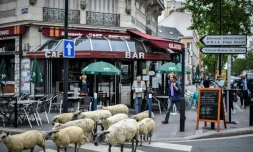 Traversée d'un troupeau de brebis à Aubervilliers, le 13 juin 2018