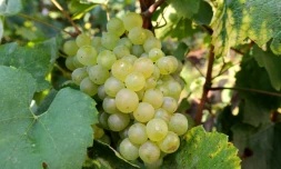La récolte dans le Jura a commencé avec les crémants et les vins de paille