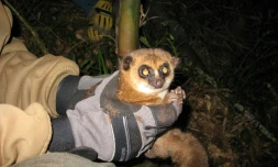 Un lémurien à Madagascar, le 2 mai 2013