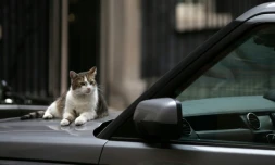 Le chat Larry sur le capot d'une voiture, le 4 juillet 2017 à Londres