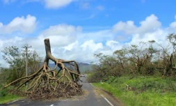 Photo non datée, fournie par le gouvernement des ßles Fidji le 22 février 2016, montrant un arbre déraciné aprÚs le passage du cyclone Winston dans l'ouest des Fidji