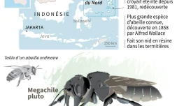 Redécouverte d'une abeille géante