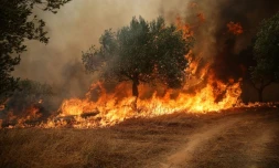 Un incendie de forêt ravageant des arbres dans la région de Béotie, à l'ouest d'Athènes, le 2 août 2026