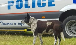 Max, le chien héros, a veillé sur la petite Aurora, 3 ans, perdue dans la nature australienne par une nuit pluvieuse, avant de guider les secours