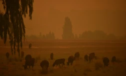 Poussière et ciel orangé en raison des incendies de forêts, le 10 janvier 2020 à Eden, en Australie
