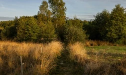 Une tourbiÚre à Montour, dans la réserve naturelle du Morvan (France) en octobre 2023