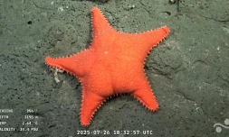 Capture d'écran d'une vidéo publiée par l'Institut océanographique Schmidt et enregistrée par le ROV SuBastian, dans laquelle on peut voir une étoile de mer filmée à 1.195 mètres de profondeur dans le canyon de Mar del Plata, dans la mer Argentine, le 26 juillet 2025.

Une étoile de mer filmée à 1.195 mètres de profundeur dans le Canyon de Mar del Plata (Argentine), dans l'Océan Atlantique, le 26 juillet 2025 