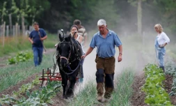 Charles Hervé-Gruyer (au centre) laboure un champ à l'aide d'un cheval, dans sa ferme du  Bec-Hellouin le 25 mai 2018