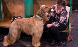 Une femme donne une glace à son lévrier afghan à l'exposition canine de Crufts à Birmingham, le 9 mars 2017
