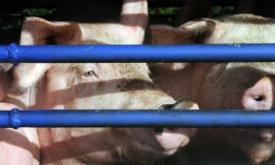 Des cochons destinés à l'abattoir, photo du 22 octobre 2013