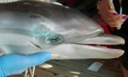 Un bébé dauphin mort sur la plage de Mojacar dans le sud-est de l'Espagne, le 12 août 2017, photo fournie par l'ONG Equinac le 16 août