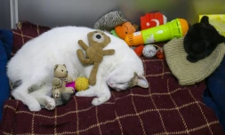 Le chat Kanyon dort dans son panier à l'entrée d'un centre commercial d'Istanbul, le 23 janvier 2026 en Turquie