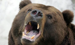 Un ours brun du Kamtchatka, dans un zoo de Moscou, le 4 avril 2006